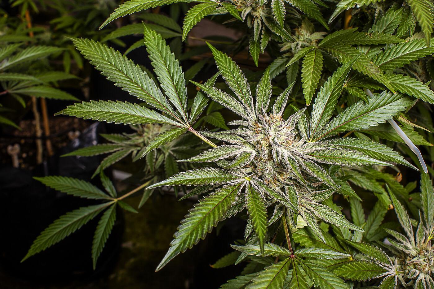 A flowering cannabis plant in a grow tent