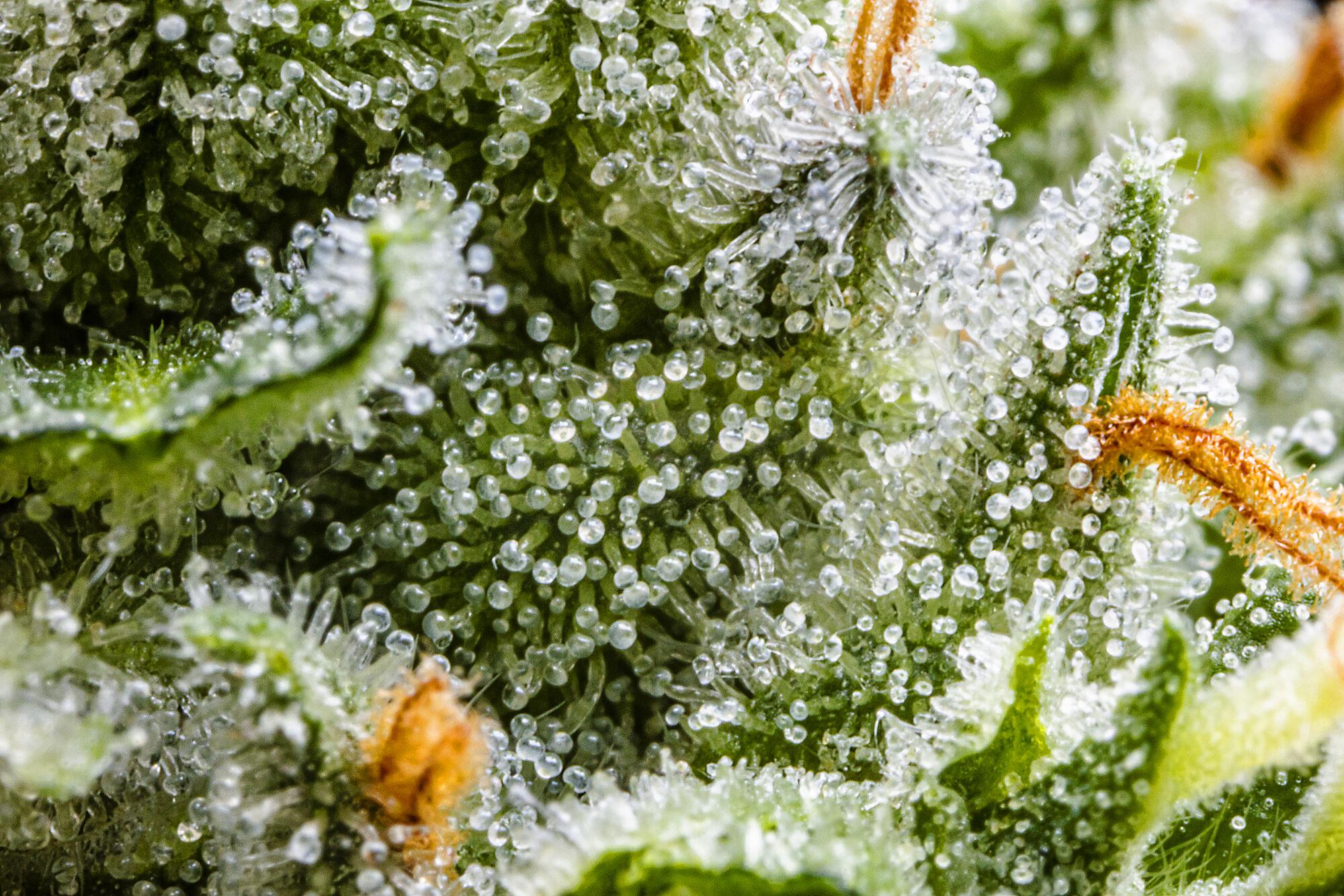 Macro photo of frosted cannabis trichomes